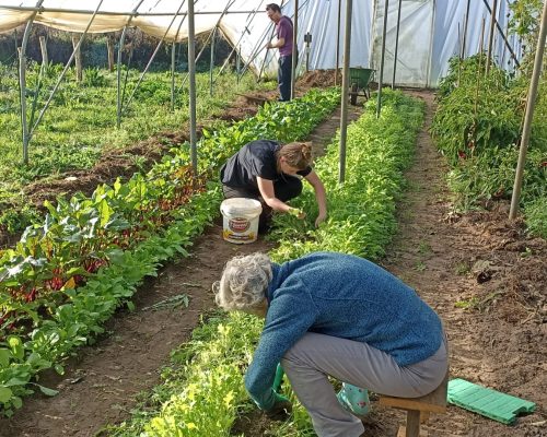 ah werk in de kas van GroeiTuin013 2022